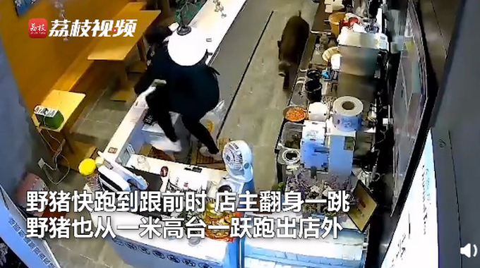 灵活的猪猪!南京一野猪窜进奶茶店吓坏女店员,网友评论:动物界的跨栏高手