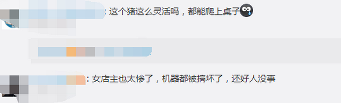 灵活的猪猪!南京一野猪窜进奶茶店吓坏女店员,网友评论:动物界的跨栏高手