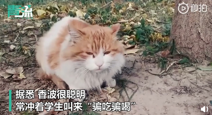 骗吃骗喝!北大流浪猫因抓人被连贴12张告示,提议大家勿投喂