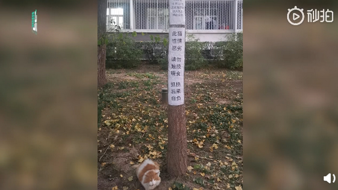 骗吃骗喝!北大流浪猫因抓人被连贴12张告示,提议大家勿投喂
