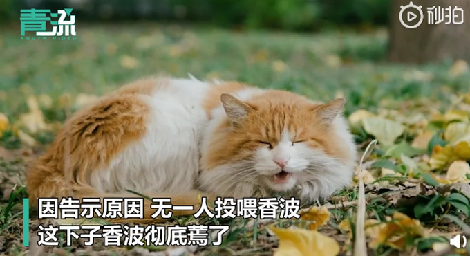 骗吃骗喝!北大流浪猫因抓人被连贴12张告示,提议大家勿投喂