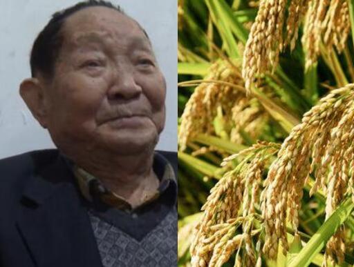 屡破世界纪录!袁隆平团队双季稻亩产超过3000斤
