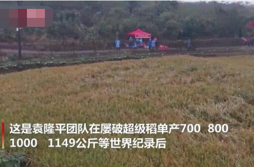 屡破世界纪录！袁隆平团队双季稻亩产超过3000斤