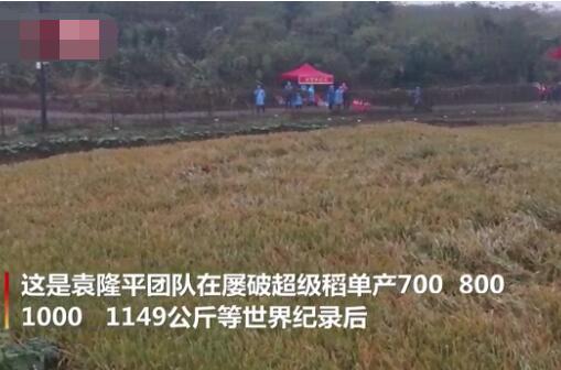 屡破世界纪录!袁隆平团队双季稻亩产超过3000斤