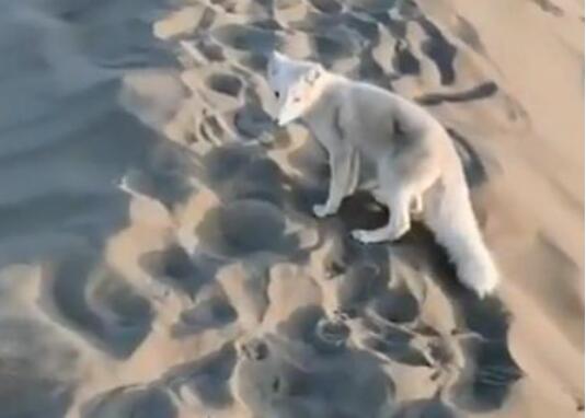 【大漠灵狐】月牙泉景区来了一只小白狐 通身如白雪