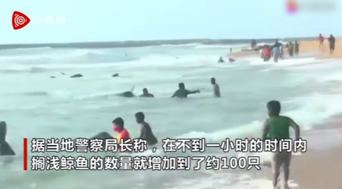 咋回事?上百头鲸鱼在斯里兰卡搁浅 鲸鱼不断被冲上岸