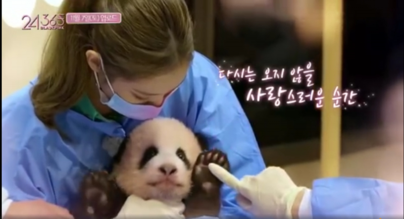 官方回应韩女团不戴手套摸熊猫说了什么？具体是啥情况？