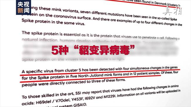 丹麦变异新冠病毒“貂传人”究竟多严重