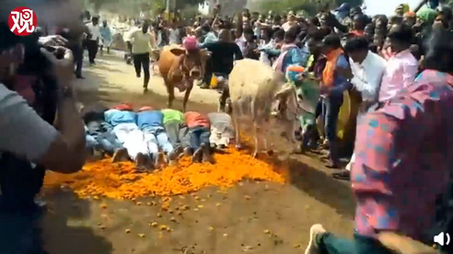 【迷惑行为大赏】印度教徒趴地上让200多头牛踩