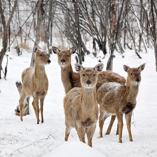 黑龙江日报发文为雪乡喊冤 屡被游客吐槽的雪乡冤吗？