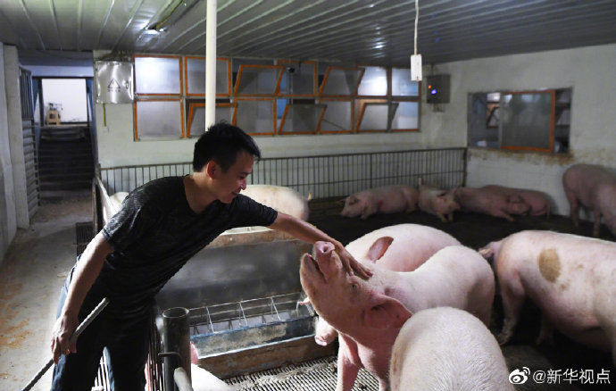 【最新】全国生猪生产已恢复到常年水平90%以上