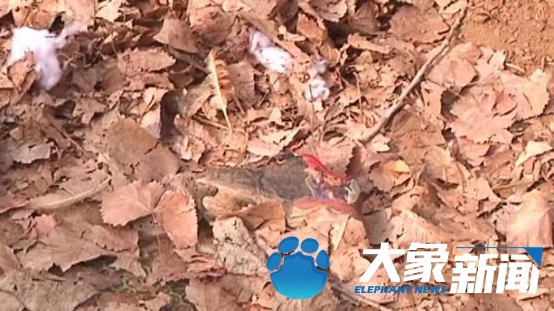 痛心!3岁男童被邻居看门狗咬死,现场到底发生了什么?