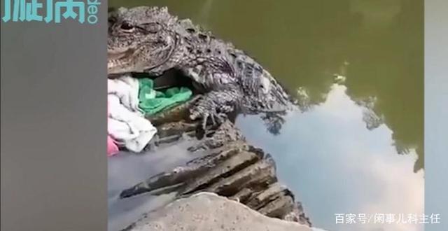 安徽女子河边洗碗遇野生扬子鳄 与恐龙属同一时代