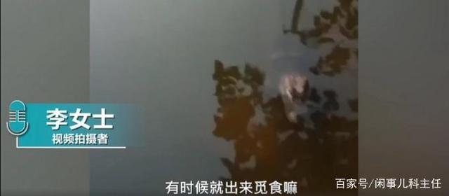 安徽女子河边洗碗遇野生扬子鳄 网友：感觉还挺可爱