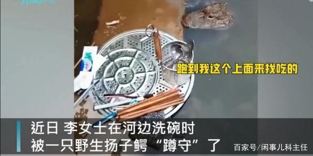 安徽女子河边洗碗遇野生扬子鳄 网友：感觉还挺可爱