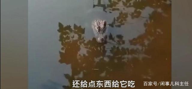 安徽女子河边洗碗遇野生扬子鳄 网友：感觉还挺可爱