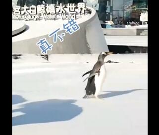 呆萌!人工孵化企鹅第1次看到雪 探着小脑袋溜了溜了