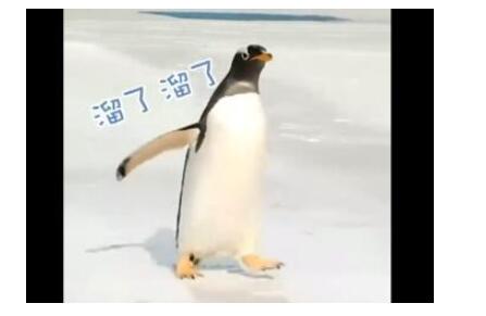 呆萌!人工孵化企鹅第1次看到雪 左摇右摆满场乱窜
