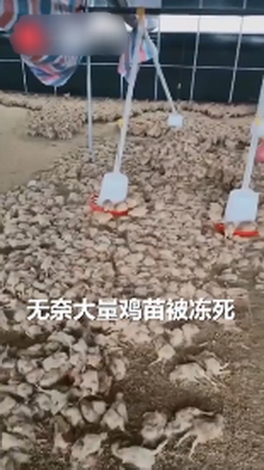 痛心！过半鸡苗被冻死 大妈跪地祈祷