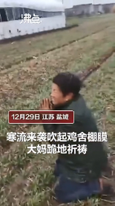 痛心！过半鸡苗被冻死 大妈跪地祈祷