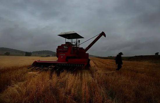 ▲澳大利亚新南威尔士州达尼杜种植小麦的农场。（英国《每日邮报》网站）