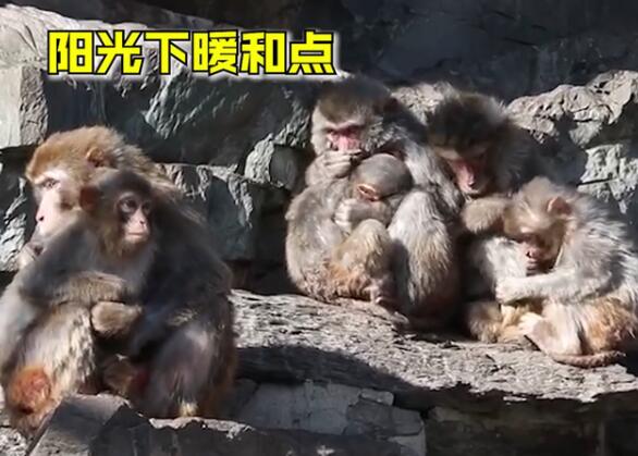 【北京冷到泼水成冰】北京动物园猴子抱团取暖好可怜