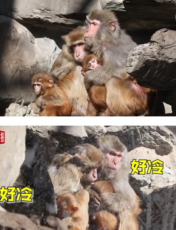 【北京冷到泼水成冰】北京动物园猴子抱团取暖好可怜