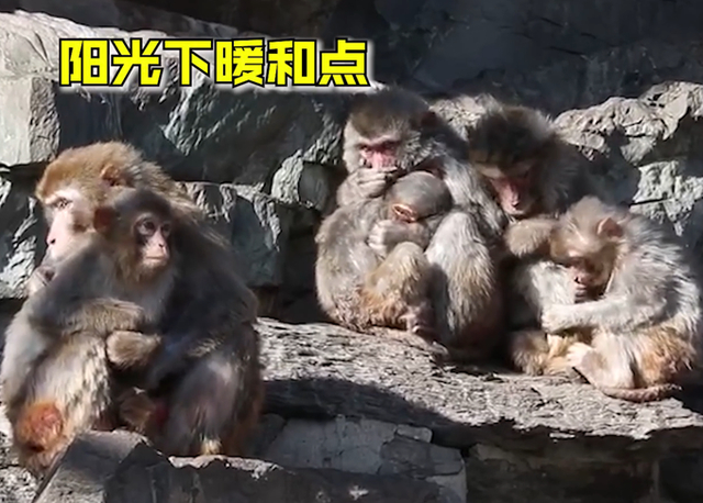 可怜巴巴！北京动物园猴子抱团取暖，画面曝光引围观