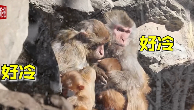 可怜巴巴！北京动物园猴子抱团取暖，画面曝光引围观