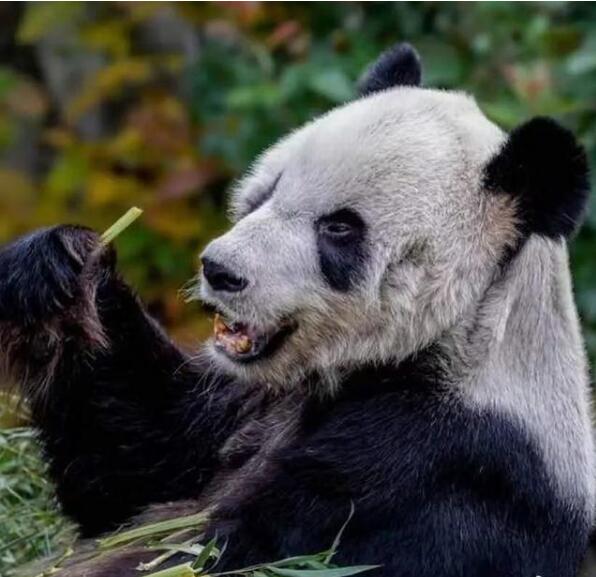 官方回应旅美大熊猫瘦骨嶙峋，具体是啥情况？