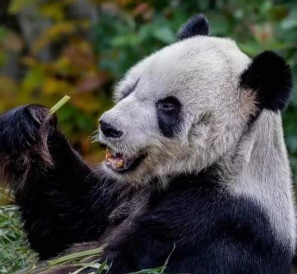 丫丫和乐乐！官方回应旅美大熊猫瘦骨嶙峋，具体说了什么？