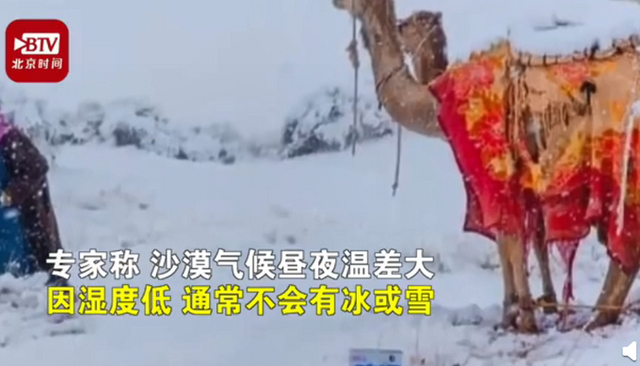 神奇的大自然！骆驼在撒哈拉沙漠雪中漫步 罕见景象吸引围观