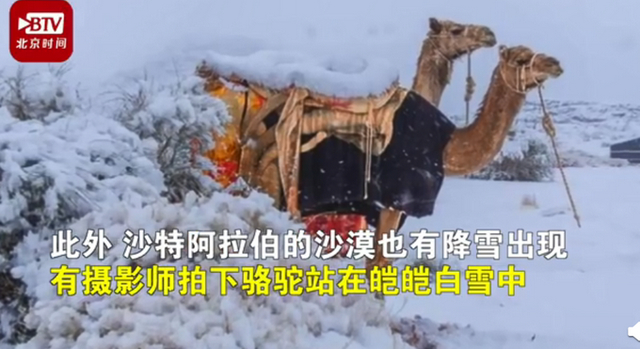 骆驼在撒哈拉沙漠雪中漫步 罕见景象吸引网友围观
