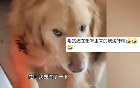 【笑cry】狗狗靠着电暖气取暖毛被烤焦，主人：我闻见味了