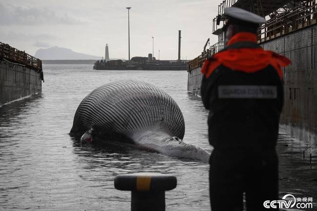 当地时间2021年1月20日，意大利那不勒斯，当地海湾警卫队发现一只搁浅死亡的鲸鱼。