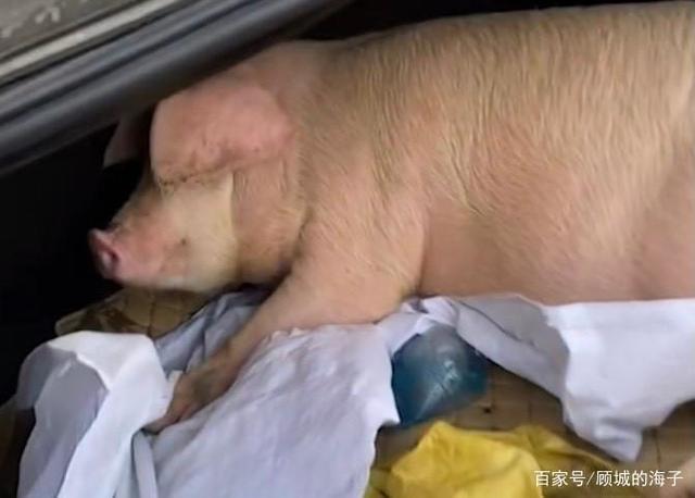 多朴实的礼物！男子回家探亲离别时爸妈送活猪
