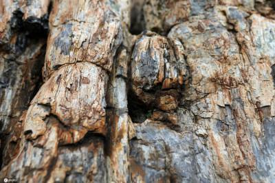 罕见!希腊发现2000万年前化石树 树枝和树根完好无损