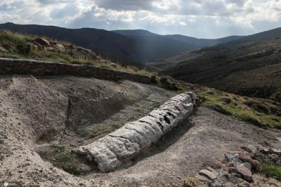 罕见!希腊发现2000万年前化石树 被厚厚的火山灰覆盖