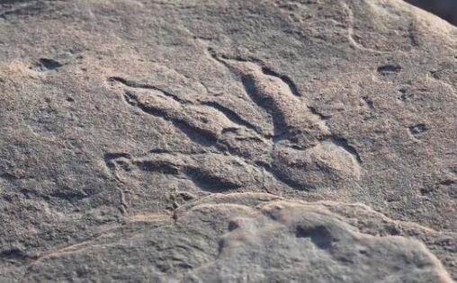 年少有为！英国4岁女童发现2亿年前恐龙脚印 震惊古生物学家
