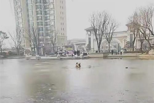 65岁保洁员跳冰湖救出6岁女童 满头白发被打湿，赤脚离去