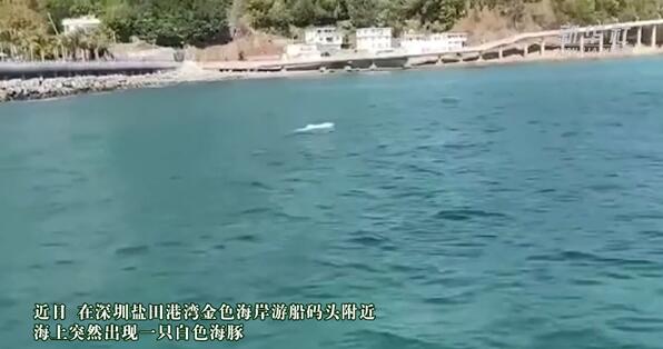 冲上热搜!深圳海湾出现白海豚 有“海上大熊猫”之称