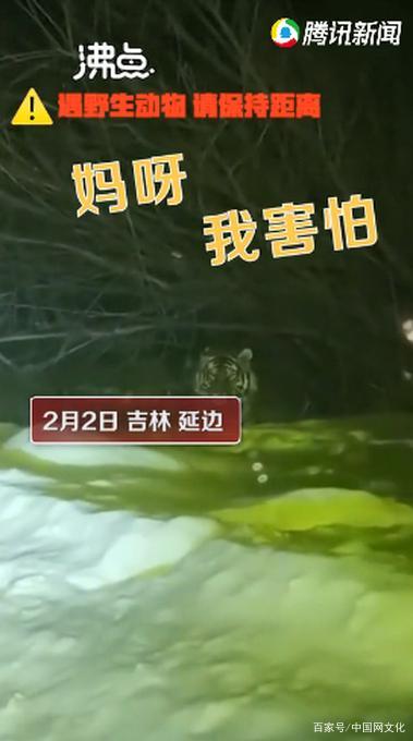 心惊一幕! 女子下班途中偶遇东北虎 夺命狂奔还是听天由命