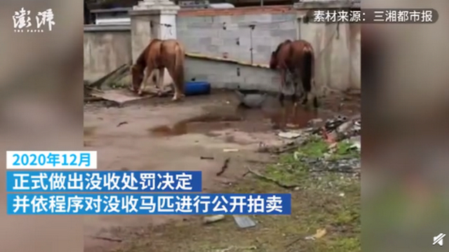 株洲城管没收5匹马8个月花销10万 高额的饲养费负担不起
