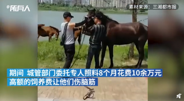 株洲城管没收5匹马8个月花销10万 无奈拍卖还流拍了