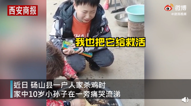 过年杀鸡10岁男孩崩溃大哭 称就算花100万也要救活