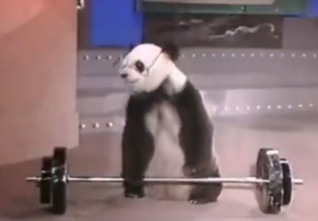 精通十八般武艺！早期春晚的大熊猫表演被扒出