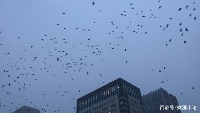 灾难大片既视感！青海西宁上空乌鸦成群遮天蔽日