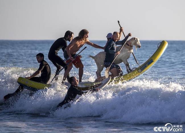 当地时间2021年2月5日，美国加利福尼亚州圣克莱门特，冲浪爱好者带着山羊一起在大海上“乘风破浪”。