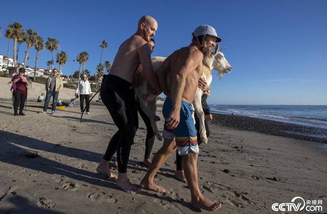 当地时间2021年2月5日，美国加利福尼亚州圣克莱门特，冲浪爱好者带着山羊一起在大海上“乘风破浪”。