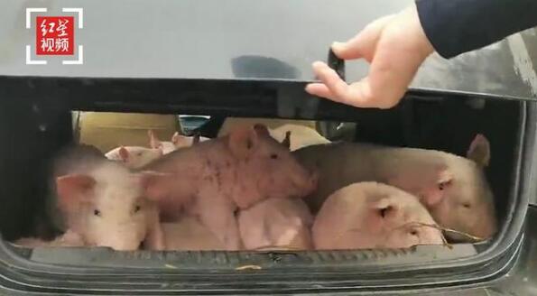 男子开轿车运送13头猪被罚款，到底发生了什么？